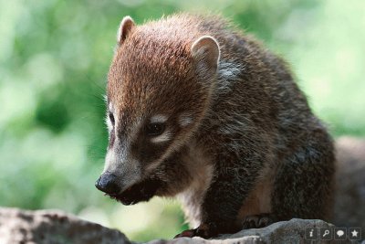 coatimundi jigsaw puzzle