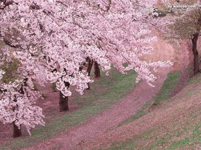 spring jigsaw puzzle