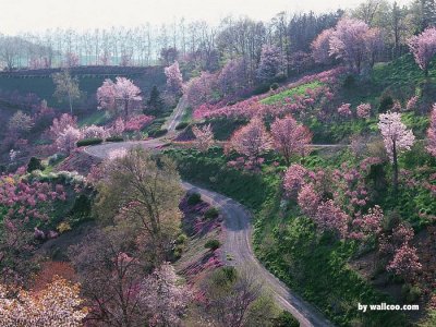 פאזל של spring