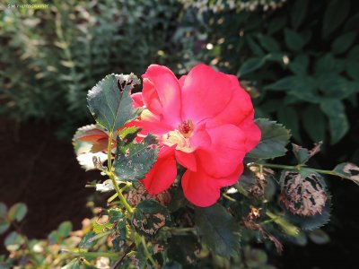 Pink Flower