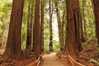 Redwoods-Muir Woods National Monument jigsaw puzzle