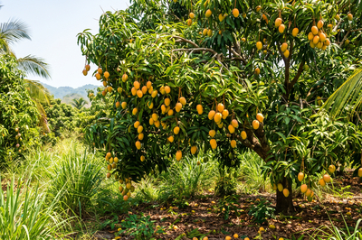 Mango Tree Orchard Daytime