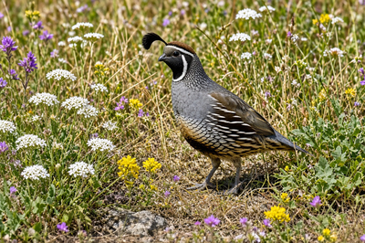 Sunny Quail Grass