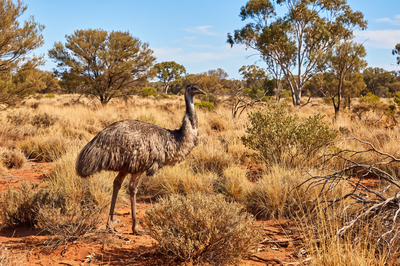 Emu Australian Outback Day