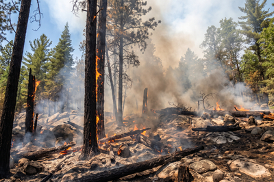 Charred Forest with Active Flames