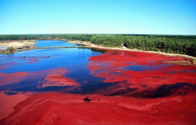 Cranberry bog