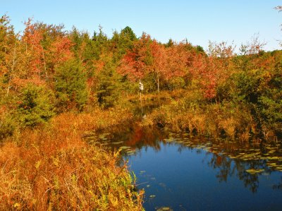 Autumn in NJ