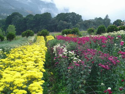 Flores Mesa de Aura, Cordero, TÃ¡chira, Venezuela