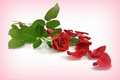 Rosa Roja petalos