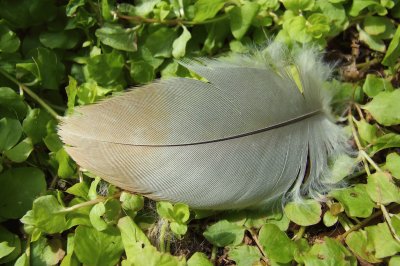 Feather jigsaw puzzle