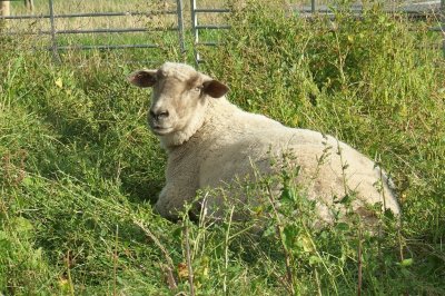 פאזל של Rescue Sheep