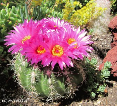 פאזל של flores