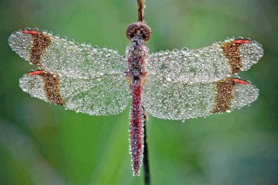 â™‚