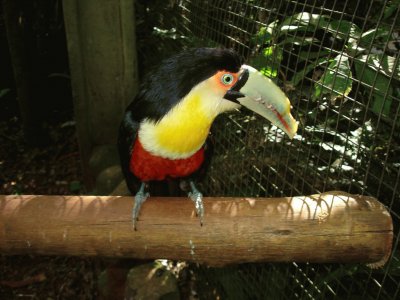 Tucan jigsaw puzzle