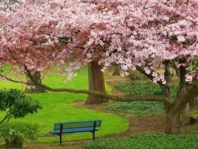 Almendros floridos