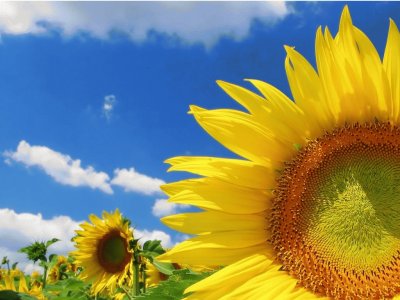 Girasoles jigsaw puzzle