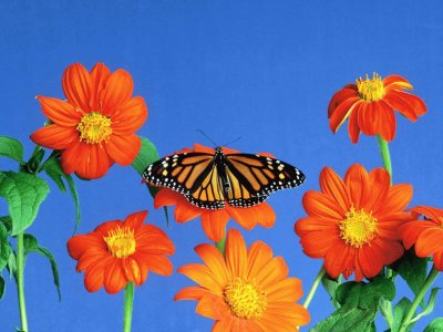 Flore y mariposas jigsaw puzzle