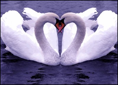 Cisnes enamorados