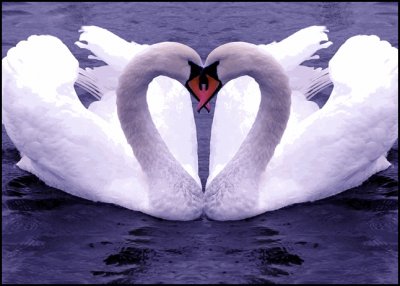 פאזל של Cisnes enamorados