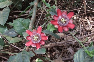 פאזל של Passion Flower