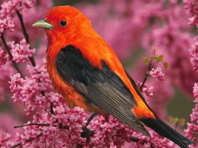 Pajaro rojo