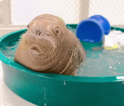 babywalrus