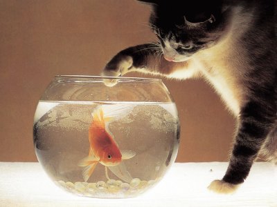 Gato con peces