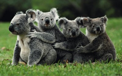 Koalas abrazados