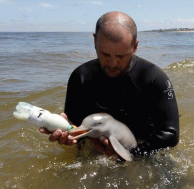Alimentando a BB delfin
