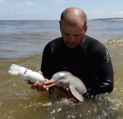 פאזל של Alimentando a BB delfin