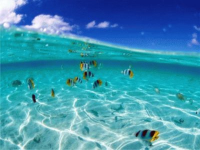 peces tropicales jigsaw puzzle