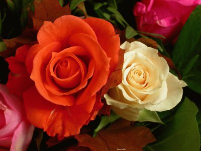 flores_coloridas_21a4ae210861f069fdf01c7064bd8c97_ jigsaw puzzle