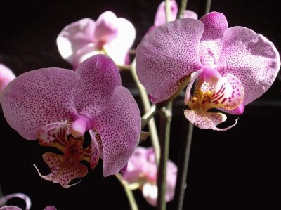 OrquÃ­dia