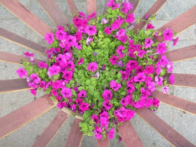 Flors