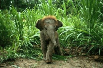 פאזל של Baby Elephant