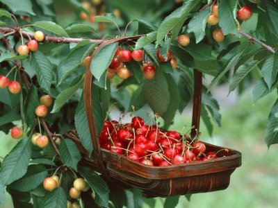 פאזל של Cherry Picking