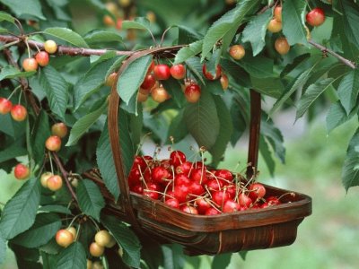 Cherry Picking