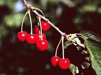 Cherries