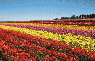 Flower Field-Carlsbad jigsaw puzzle