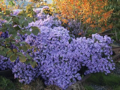 burst of purple jigsaw puzzle