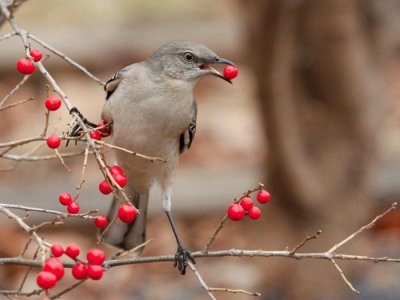 city mockingbird