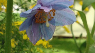 Flower jigsaw puzzle