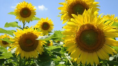 פאזל של sunflowers