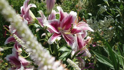 Lilies jigsaw puzzle