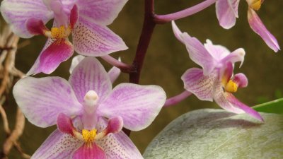 Flowers jigsaw puzzle