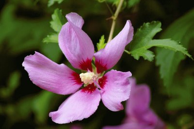 hermosa flor