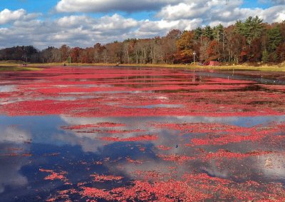 cranberry bog jigsaw puzzle