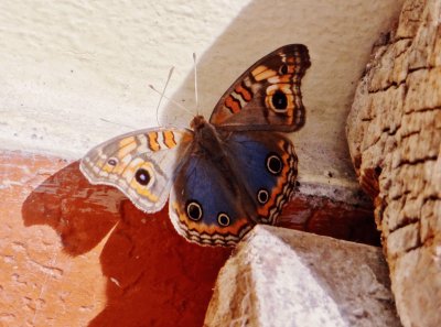 Mariposa