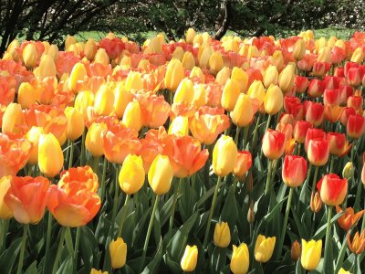 פאזל של tulips