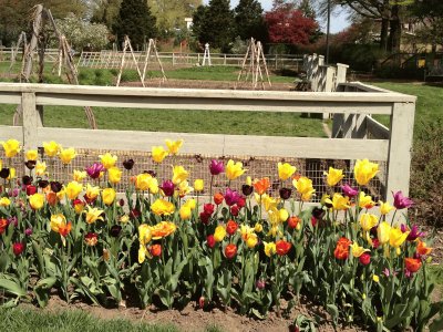 פאזל של tulips
